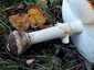 Légyölő galóca (Amanita muscaria), Őrség